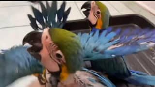 blue macaw chicks for sale healthy active