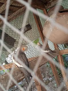 grey cockatiel