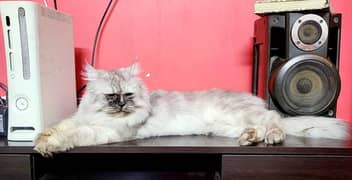 Persian Female Cat