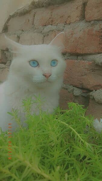 Persion cat for sale