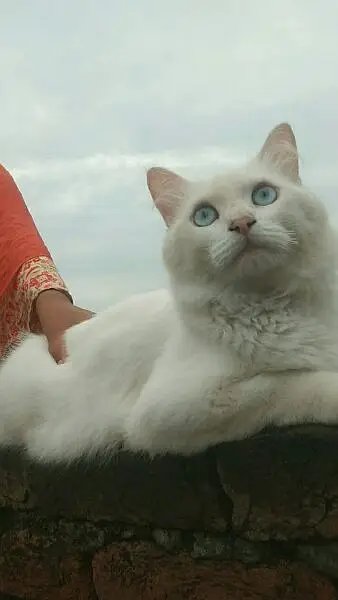 Persion cat for sale — photo 2