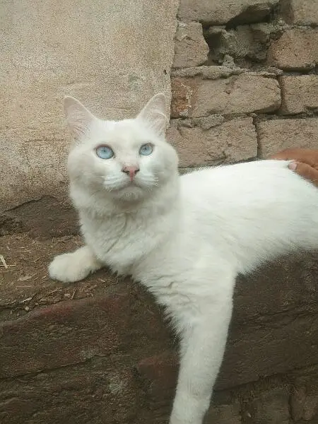 Persion cat for sale — photo 3