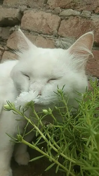 Persion cat for sale — photo 4
