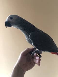 African Grey Self feed+ Handtame parrot looking for new home