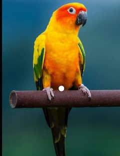 Conure / Sun Conure/ Hand tamed / Parrot