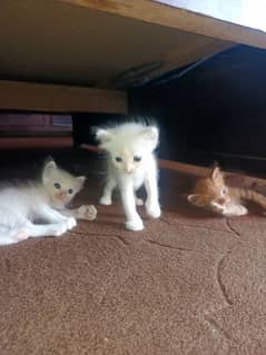 parsian cats  for sale