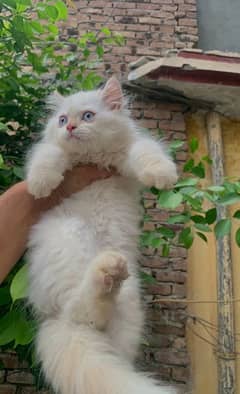 Persian White Kitten