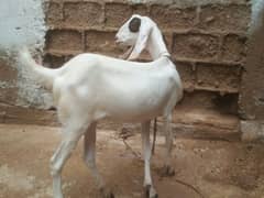 bakri