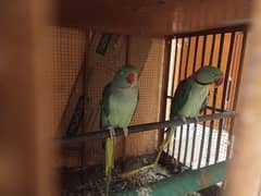 Raw Parrots