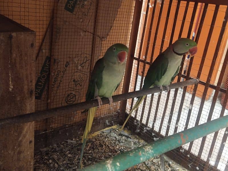 Raw Parrots 1