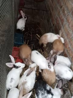 Desi rabbits for sale price 1000 per piece age 4 to 5 months