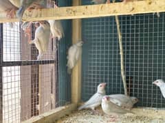 java patha for sale healthy and active silver java or one pair finches