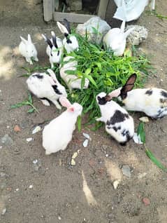 Rabbits For Sale Both male & female