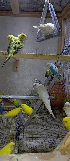 Australian Parrots