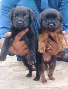 black German Shepherd double coat edit fare 2 month for sale