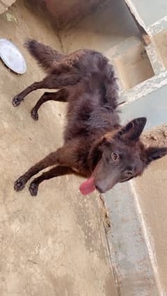 belgium shepherd