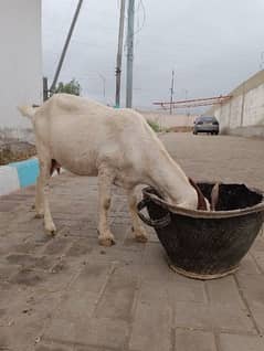 Bakri for sale