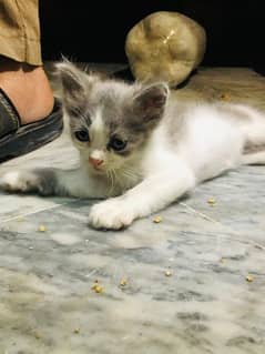 Persian male and female kitten available