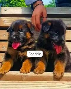 black Shepherd long coat pair for Sale