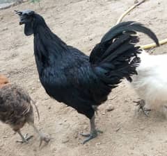 ayam cemani for sale