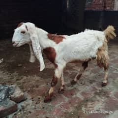 Sindhi kamori bakri and three children's male for sale