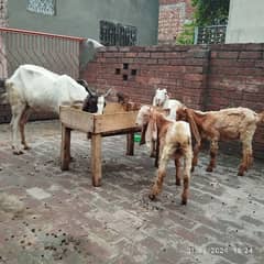 kamori bakri three children's male for sale 20 thousand per head