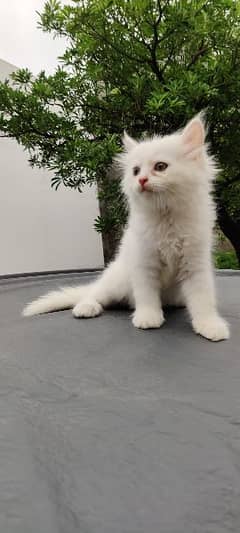 female kitten