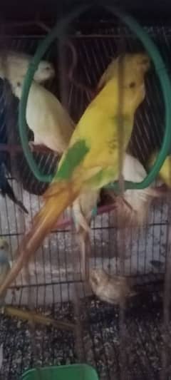 budgies