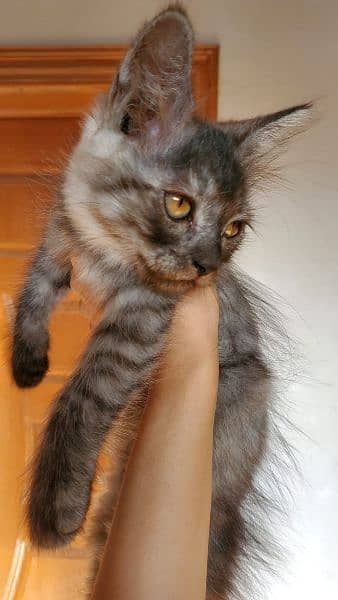 Persian kittens, adult cats, male, female. 3