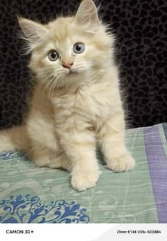 persian kittens available