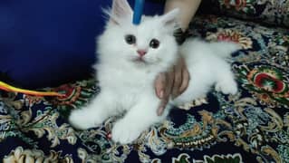 tripple coat punch face male female kitten available