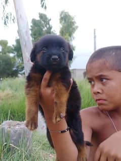 German Shepherd double coat edit female 2 month for sale