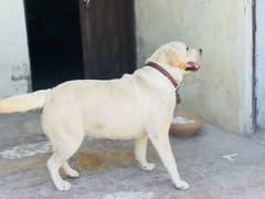 Labrador Pedigree Female