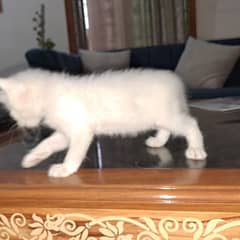 FEMALE KITTEN 45 DAYS