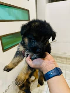 German shepherd puppies for sale / puppy / GSD pup / german shepherd