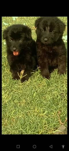 German black shepherd proper long coat poe available for sale