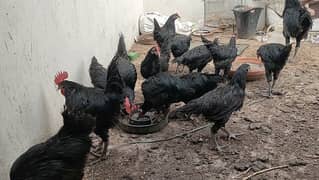 Australorp Home Breed Pair