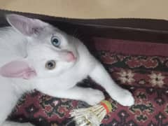 white kitten