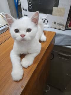 Persian female Kitten