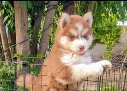 husky puppies 03700502245 urgent sale