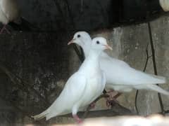 Khumree Red eye doves   pairs