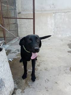 Labrador Puppy Available Pure Breed