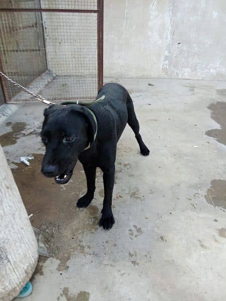 Labrador Puppy Available Pure Breed 1