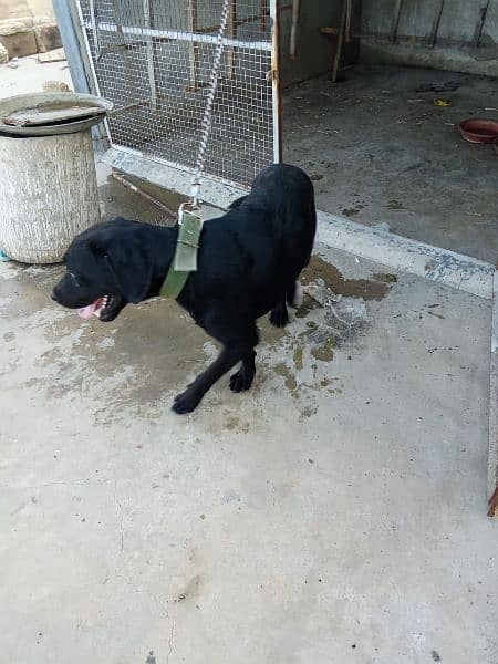 Labrador Puppy Available Pure Breed 3