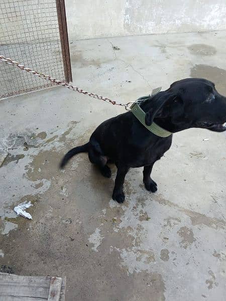 Labrador Puppy Available Pure Breed 4