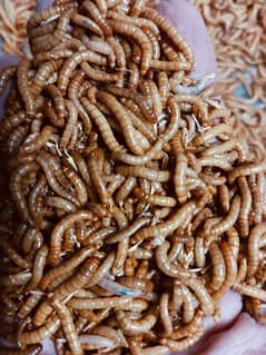 American breed Live meal worms available.