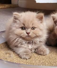 kitten/punch face/Triple coat/persian cat/persian Kitten