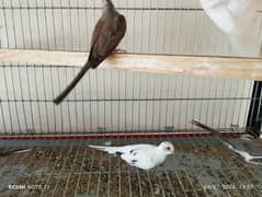 Chicks and Breeder pair of Diamond pied and red pied chicks