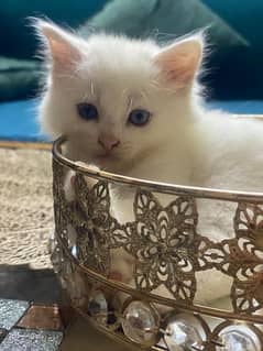 Cute pair available of Persian Cats for sale