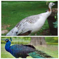 pair of peacock